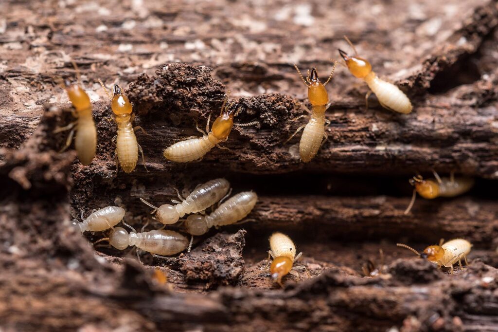 Best Pest Control Services in Chennai
